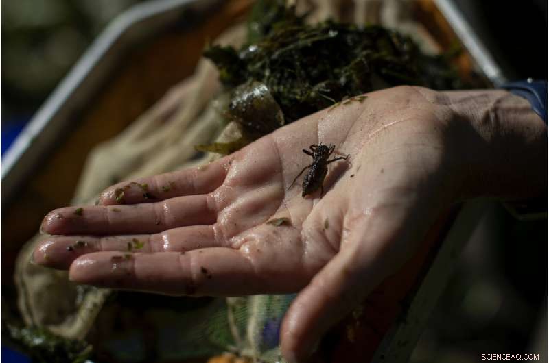 Reviving the World s Buried Wetlands: A Global Restoration Initiative