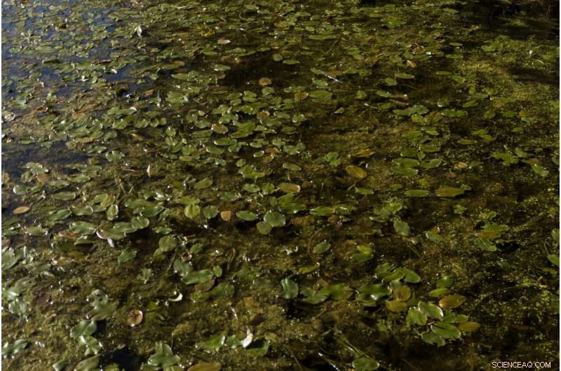 Reviving the World s Buried Wetlands: A Global Restoration Initiative