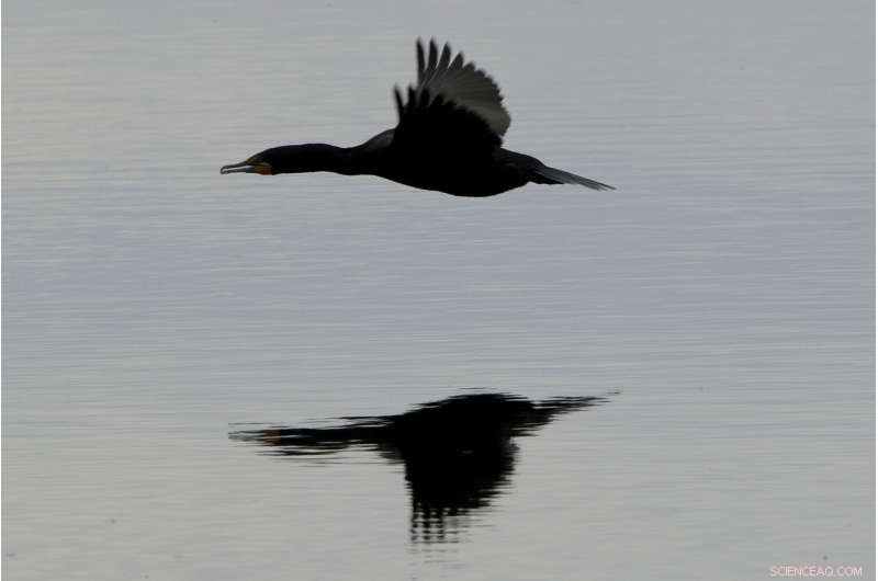 Reviving the World s Buried Wetlands: A Global Restoration Initiative
