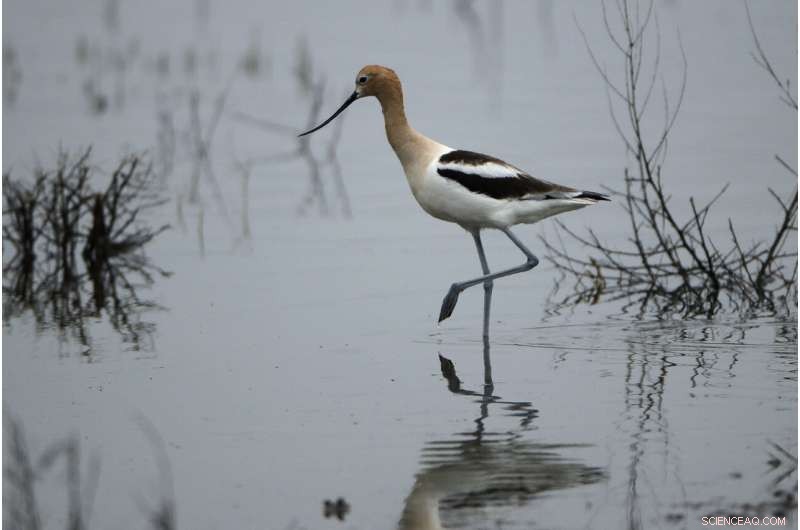Reviving the World s Buried Wetlands: A Global Restoration Initiative