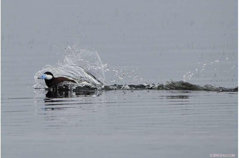 Reviving the World s Buried Wetlands: A Global Restoration Initiative