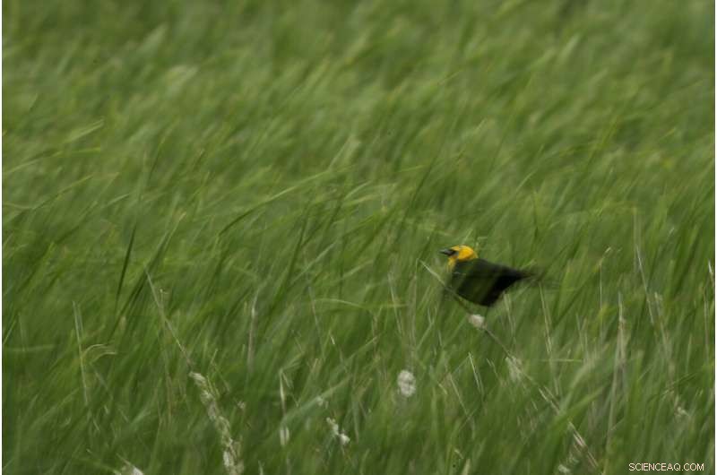 Reviving the World s Buried Wetlands: A Global Restoration Initiative