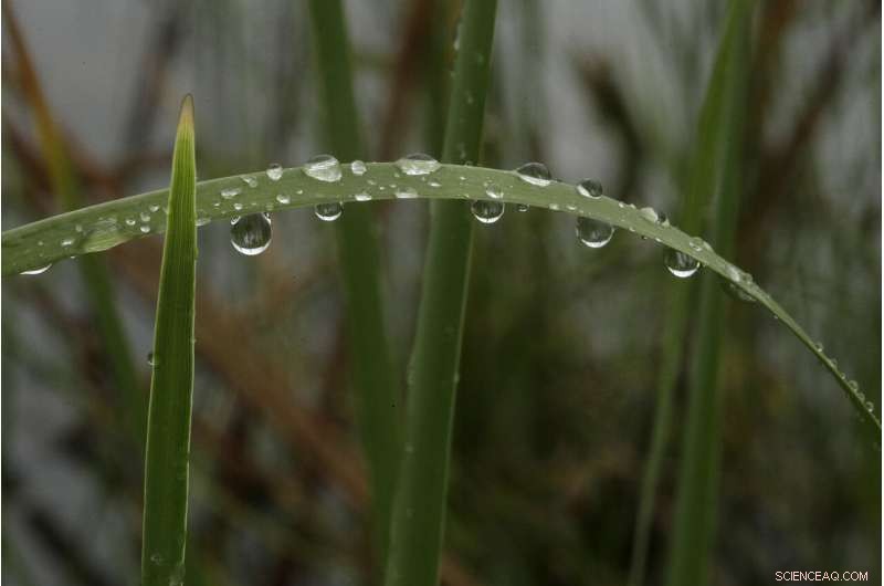 Reviving the World s Buried Wetlands: A Global Restoration Initiative