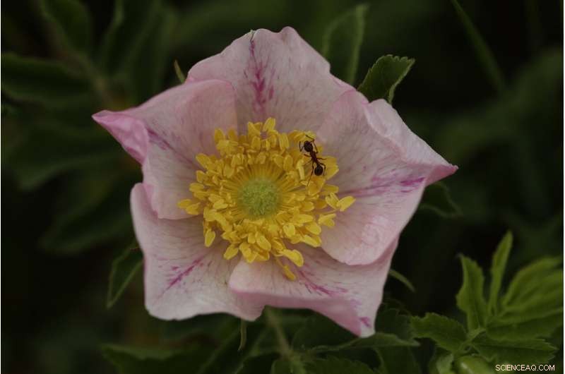 Reviving the World s Buried Wetlands: A Global Restoration Initiative