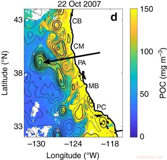 New Study Reveals How Eddy-Driven Coastal Flows Shape Marine Ecosystems