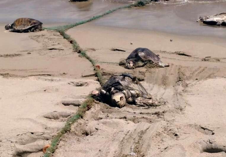 Ghost Fishing Gear: The Silent Threat Endangering Ocean Wildlife