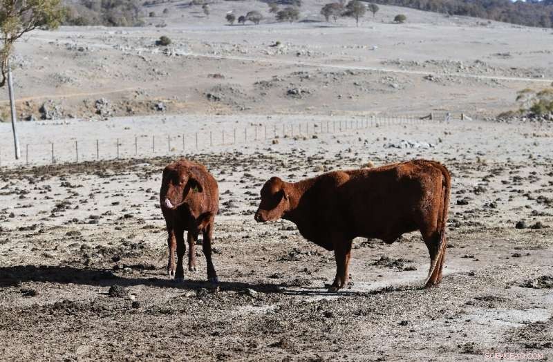 Australia Launches Billion-Dollar Drought Relief Plan