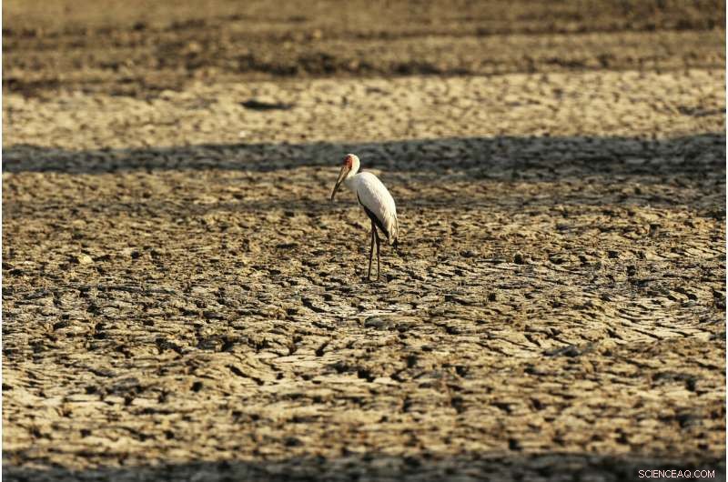 Severe Drought Strikes Southern Africa, Millions Face Food Shortages