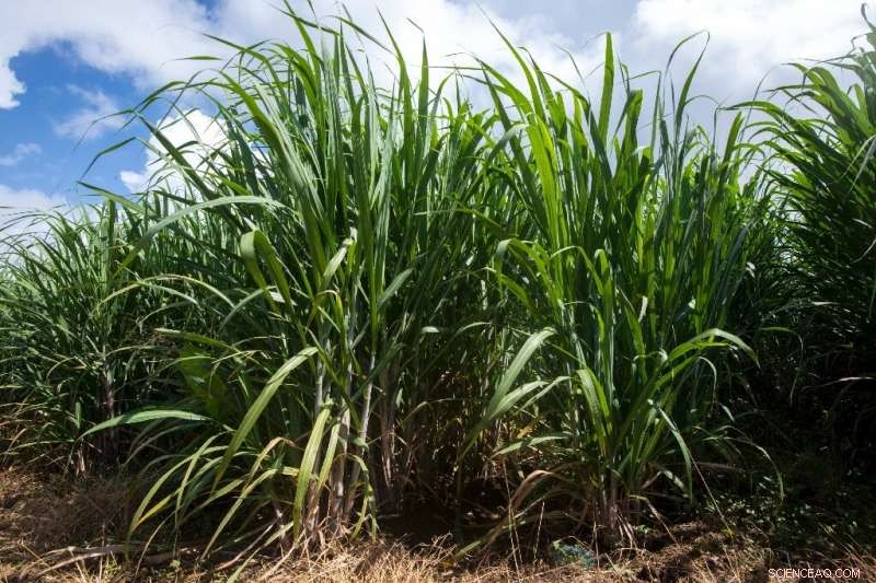 Brazil Lifts Ban on Sugarcane Cultivation in the Amazon and Pantanal Wetlands