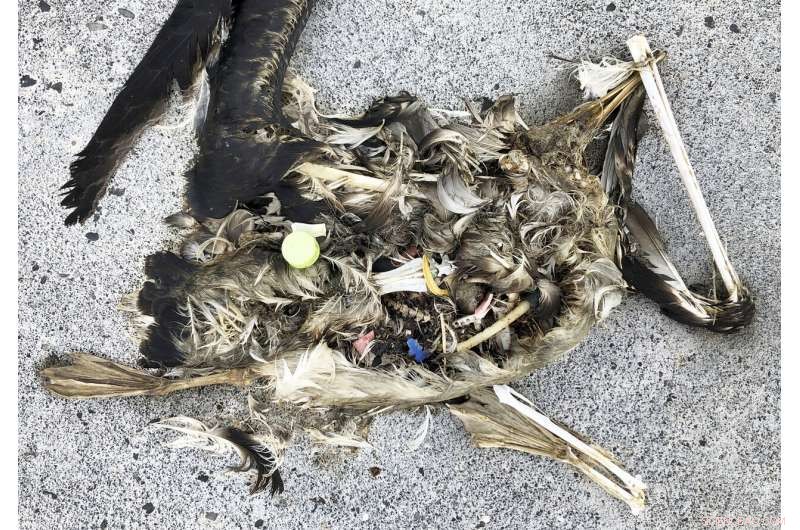 Pacific Bird Refuge Faces Rising Threat from Expanding Ocean Garbage Patch