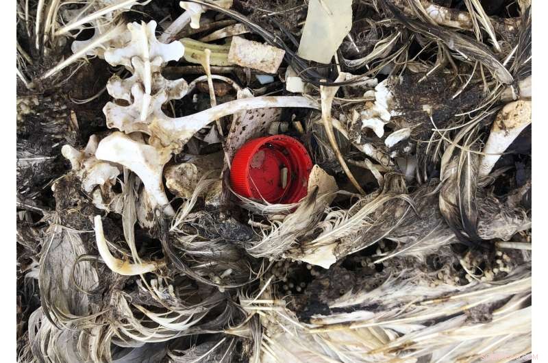 Pacific Bird Refuge Faces Rising Threat from Expanding Ocean Garbage Patch