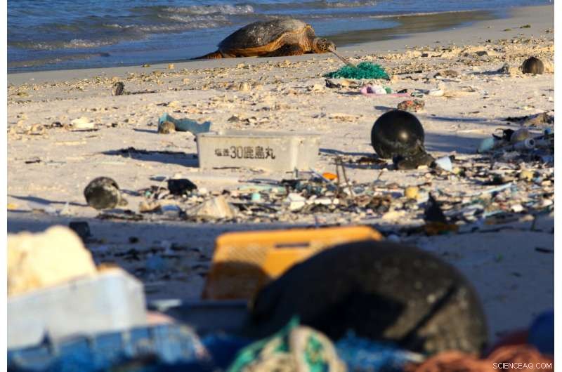 Pacific Bird Refuge Faces Rising Threat from Expanding Ocean Garbage Patch