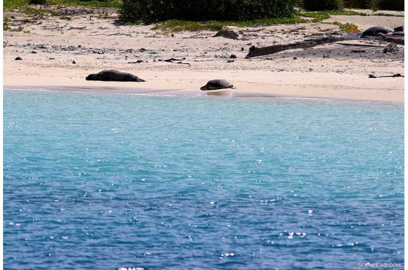 Pacific Bird Refuge Faces Rising Threat from Expanding Ocean Garbage Patch