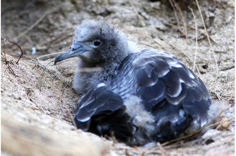 Pacific Bird Refuge Faces Rising Threat from Expanding Ocean Garbage Patch