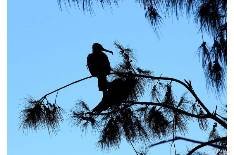 Pacific Bird Refuge Faces Rising Threat from Expanding Ocean Garbage Patch