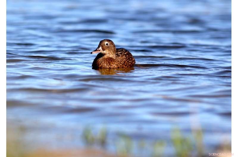 Pacific Bird Refuge Faces Rising Threat from Expanding Ocean Garbage Patch