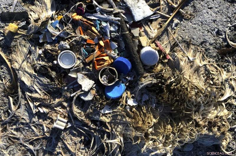 Pacific Bird Refuge Faces Rising Threat from Expanding Ocean Garbage Patch