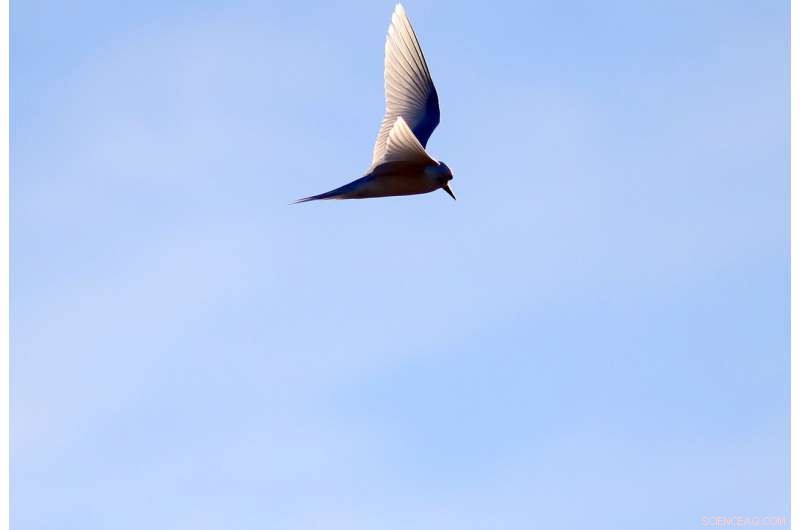 Pacific Bird Refuge Faces Rising Threat from Expanding Ocean Garbage Patch