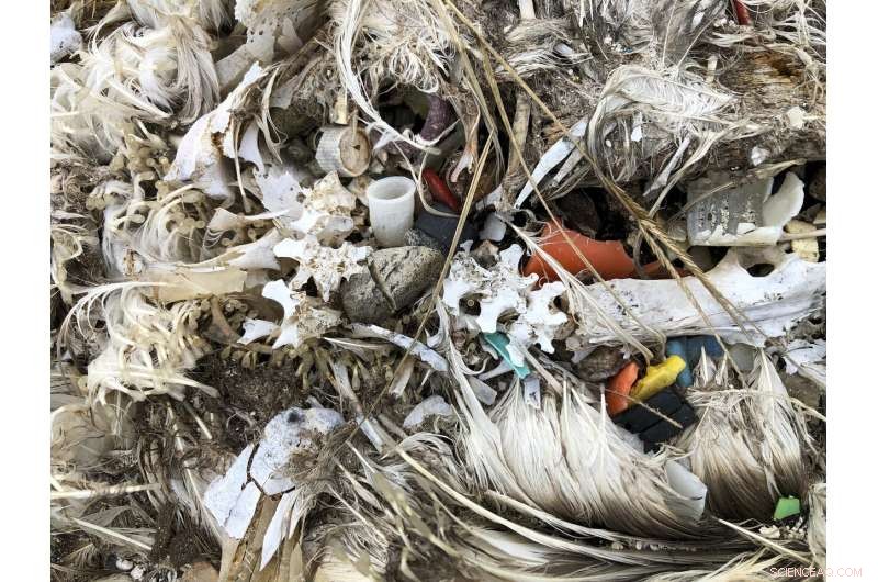 Pacific Bird Refuge Faces Rising Threat from Expanding Ocean Garbage Patch