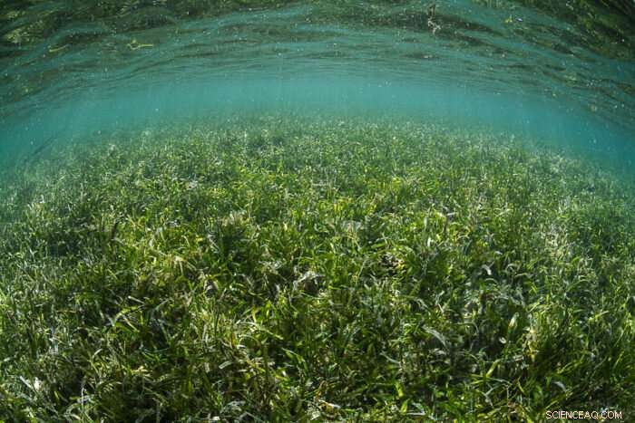 Australian Waterways and the Great Barrier Reef at Risk: Pesticide Management Failures Exposed