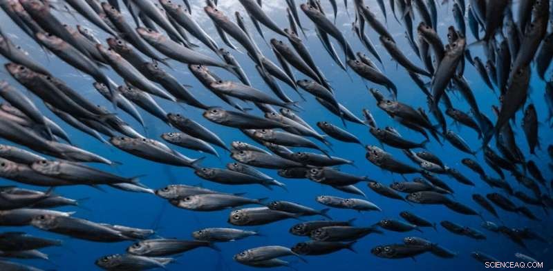 How Climate Change and Overfishing Are Raising Toxic Mercury Levels in Seafood