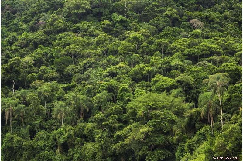 Amazon Rainforest: A Crucial Carbon Sink Protecting Global Climate