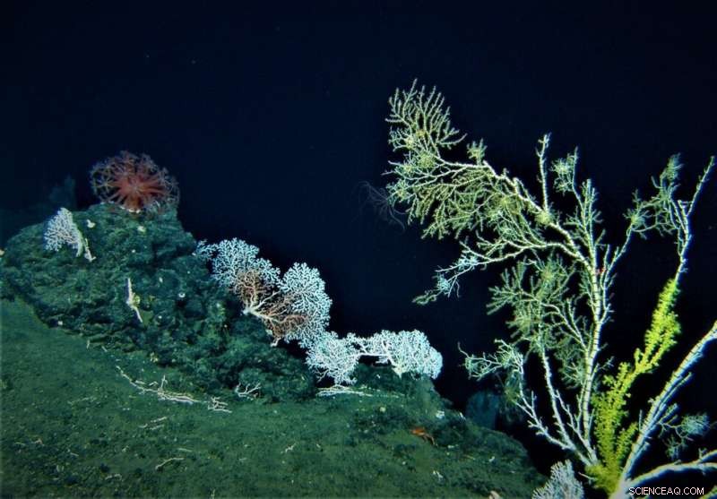 First Study Quantifies Growth Rates of Deep-Sea Coral Communities