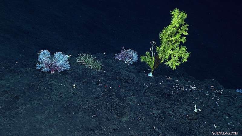First Study Quantifies Growth Rates of Deep-Sea Coral Communities