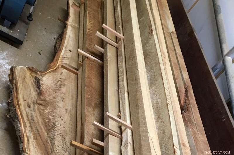 Preserve the Legacy: Turning Fallen Trees into Valuable Timber