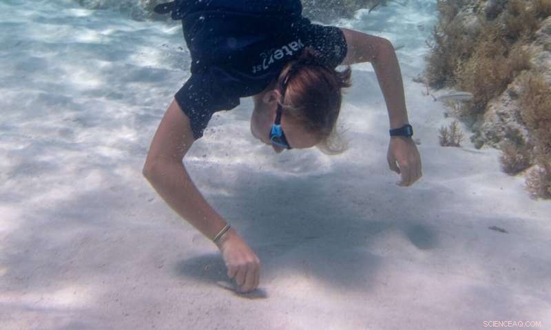 Revealing the Carbon Cycle: Fresh Insights from Carbonate Records