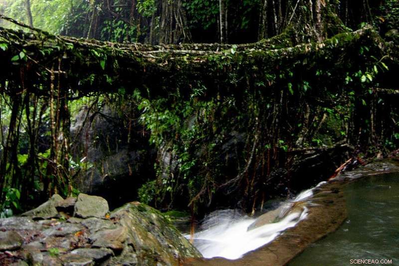 Geoscientists Decode Earth s Past Climate Using Dripstone Records