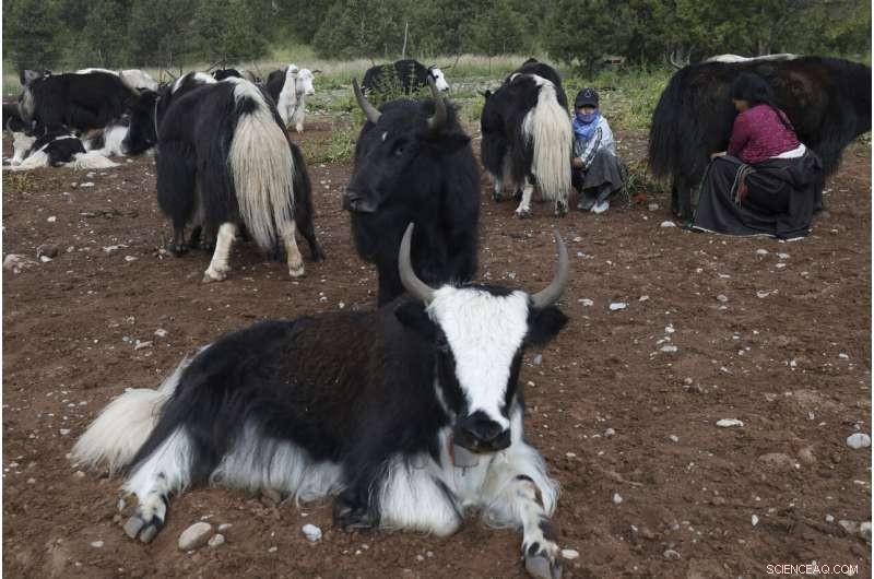 China Plans Yellowstone‑Style Conservation on the Tibetan Plateau