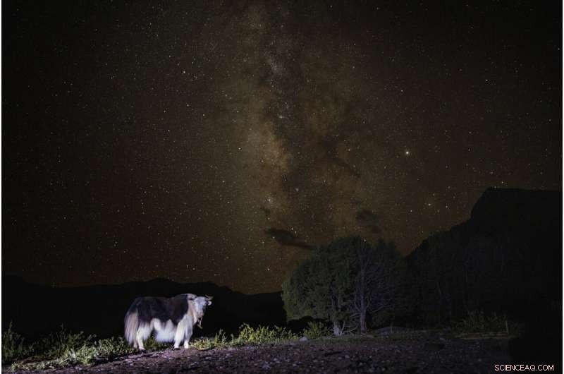 China Plans Yellowstone‑Style Conservation on the Tibetan Plateau