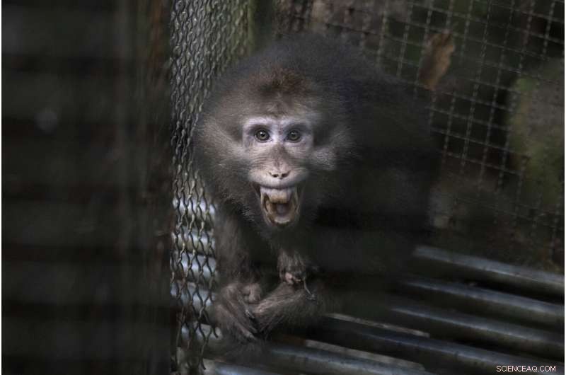 China Plans Yellowstone‑Style Conservation on the Tibetan Plateau