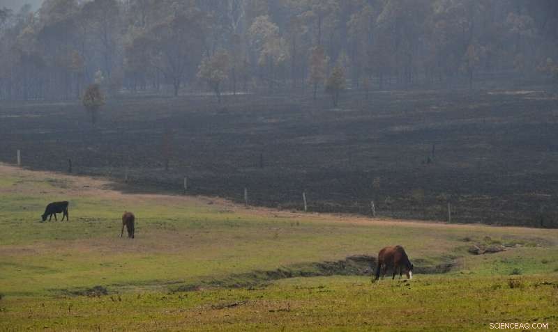 Australia Faces Ongoing Bushfire Threat Amid Nationwide Cleanup Efforts