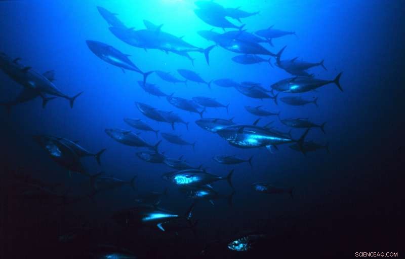 Tuna Carbon Ratios Indicate Significant Shifts in Oceanic Food Webs