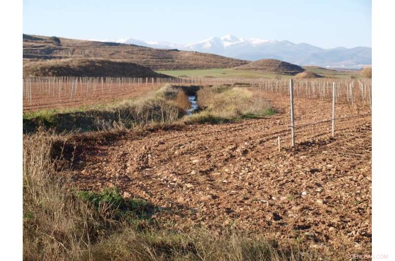 Sediment Build‑Up in Rivers Threatens Aquatic Life: New Study Highlights Ecological Risks