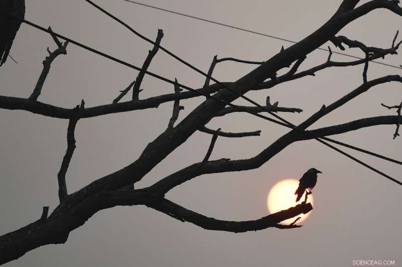 Delhi Faces Backlash as Toxic Smog Endangers Children s Race and Disrupts Golf Event