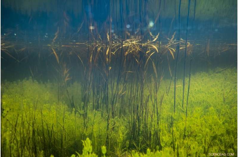 Aquatic Plants Rely on Terrestrial Landscape to Optimize Photosynthesis, Study Reveals