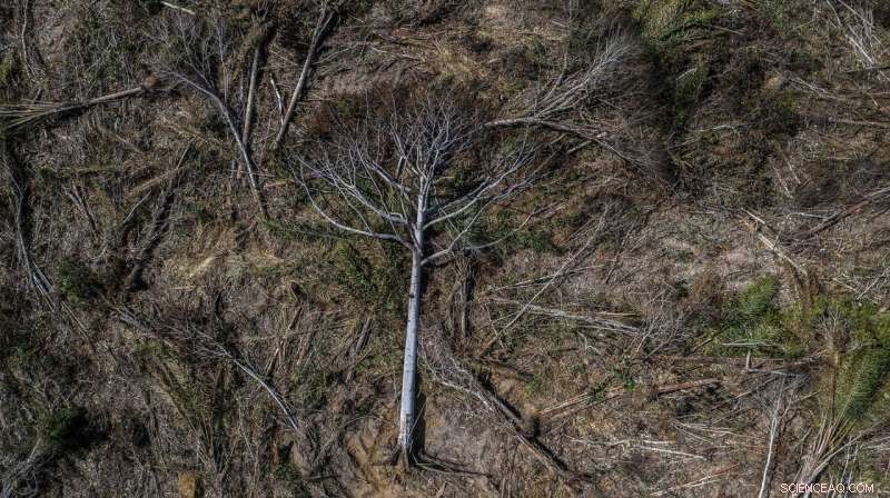 2019 Amazon Fires Spike Linked to Record Deforestation, Experts Warn