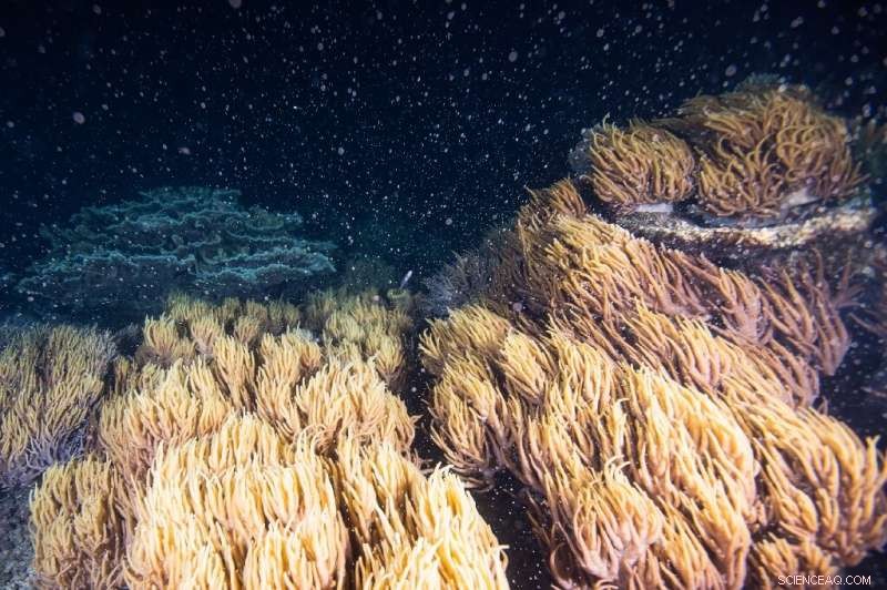 Great Barrier Reef Begins Annual Coral Spawning: A Global Marine Phenomenon
