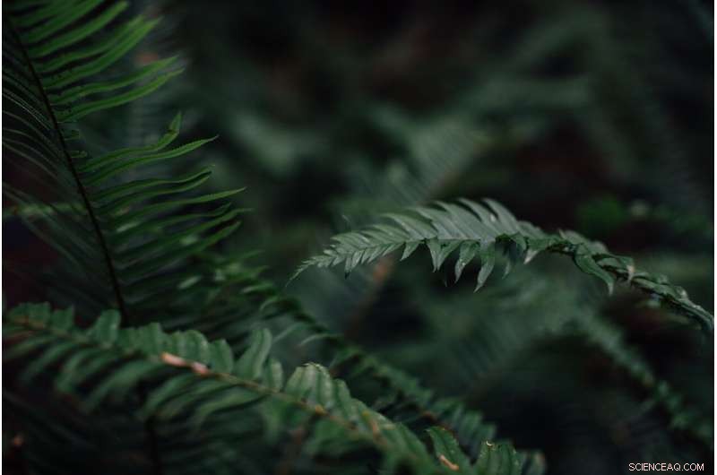 Carbon Payments Protect Forests—But Only If They Continue