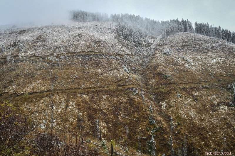 Romania s Forests Under Growing Threats—Rangers Battle for Preservation