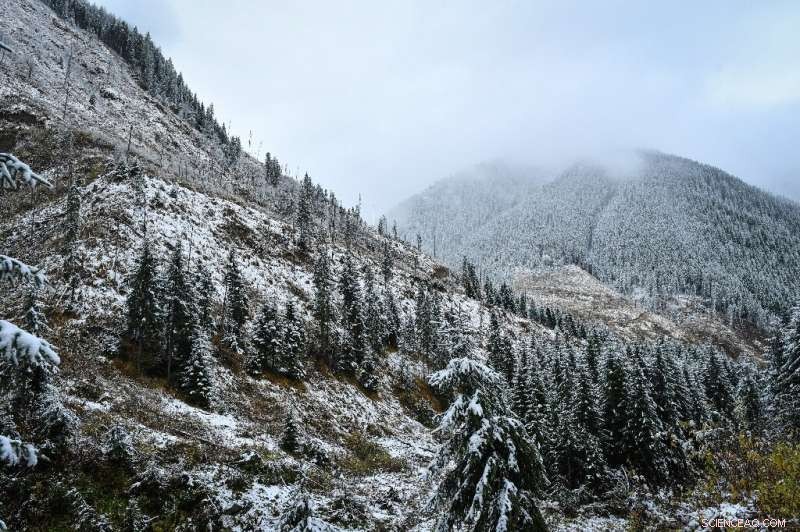 Romania s Forests Under Growing Threats—Rangers Battle for Preservation