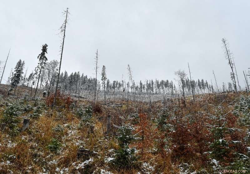 Romania s Forests Under Growing Threats—Rangers Battle for Preservation