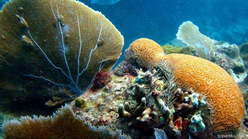 Emerging Metal Pollution Threatens Corals as Oceans Warm