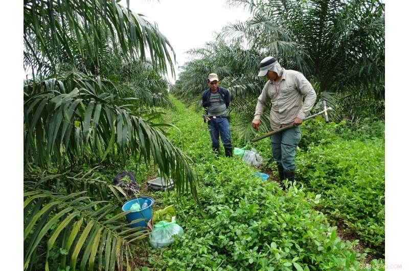 Sustainable Palm Oil: How Proper Management Makes It Carbon Neutral