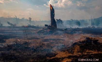 Scientists Urge Binding Targets to Save the Amazon