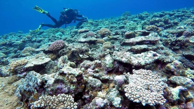 Internal Waves Reduce Coral Bleaching: New Study Reveals Cooling Mechanisms