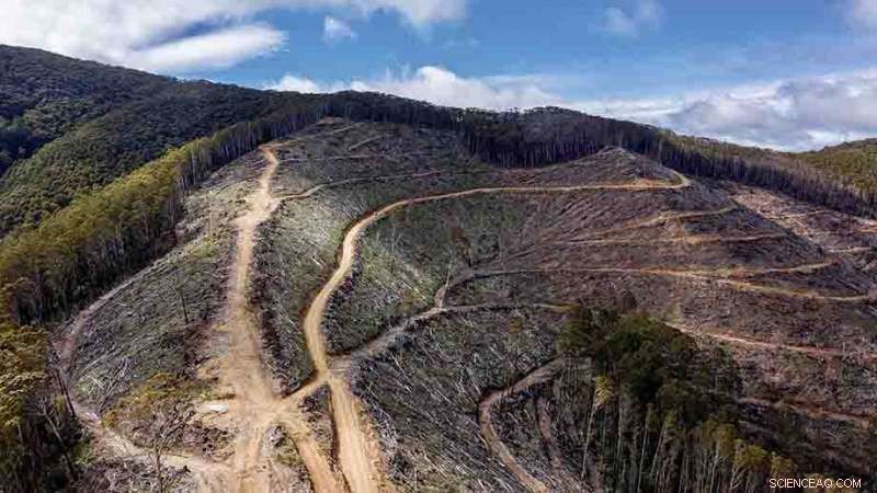 Illegal Logging on Steep Slopes Endangers Lives, Violates Victorian Forest Laws
